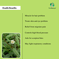 herbasys 100% Pure and Natural Bringaraj powder (50 g) herbasys 100% Pure and Natural Bringaraj powder (50 g)