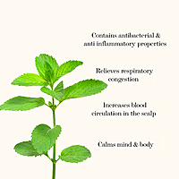 herbasys 100% Pure and Natural Peppermint Essential Oil |  15ml 