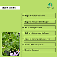 herbasys 100% Pure and Natural Thoodhuvalai (Solanum trilobatum) Powder (50 g) herbasys 100% Pure and Natural Thoodhuvalai (Solanum trilobatum) Powder (50 g)