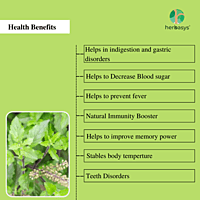 herbasys 100% Pure and Natural Tulsi powder (50 g)